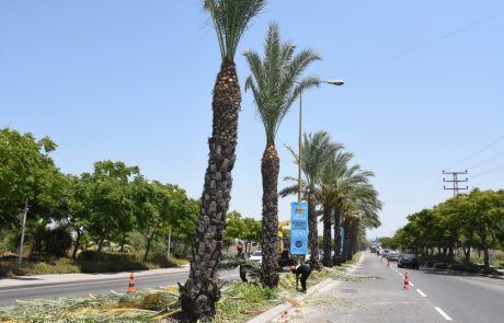 מבצע גיזום וטיפול בעצי דקל ברחוב זבולון