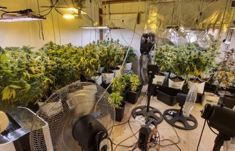 שלושה תושבי חיפה נעצרו על גידול סמים מסוכנים