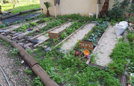 בית הספר לחינוך מיוחד "הנרייטה סאלד" מוביל תכנית לשמירה על איכות הסביבה