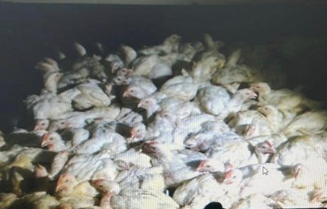 המשטרה עצרה 2 חשודים בגין גניבת 96 תרנגולות