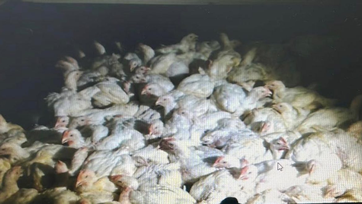 המשטרה עצרה 2 חשודים בגין גניבת 96 תרנגולות