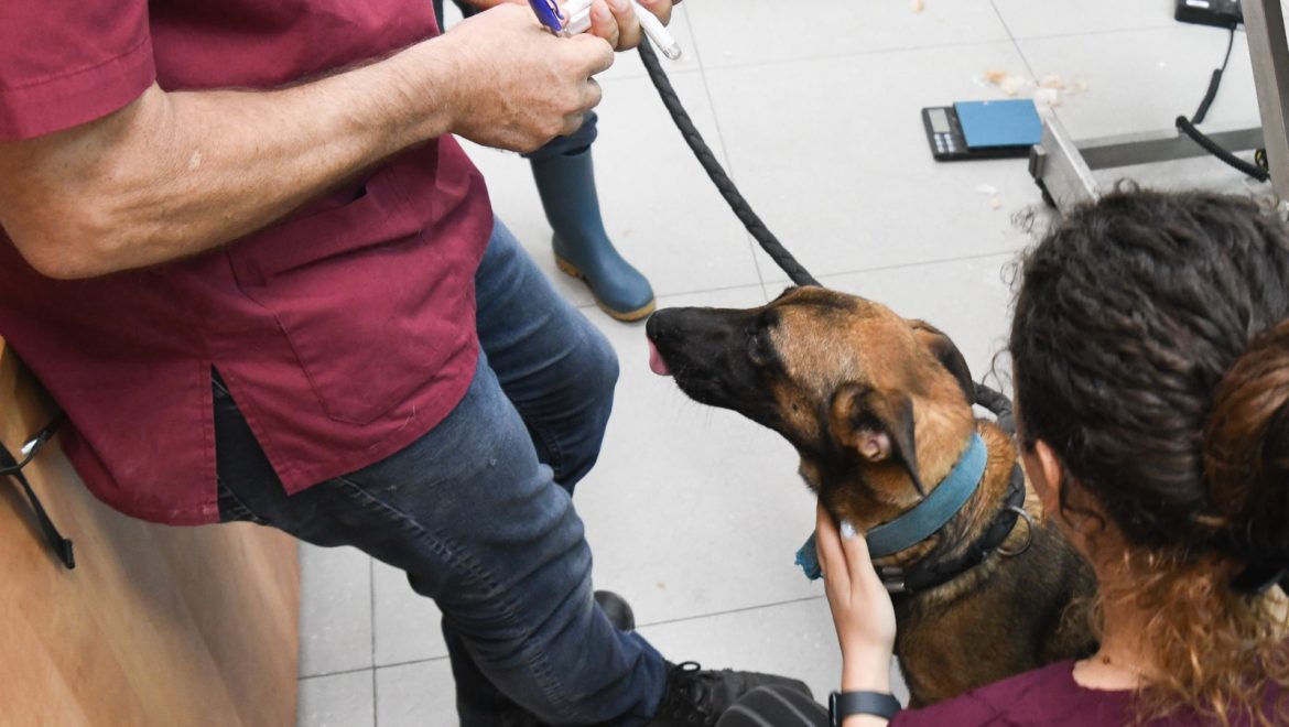 מעניקים חיים על ארבע – שותפות של חמלה והצלה